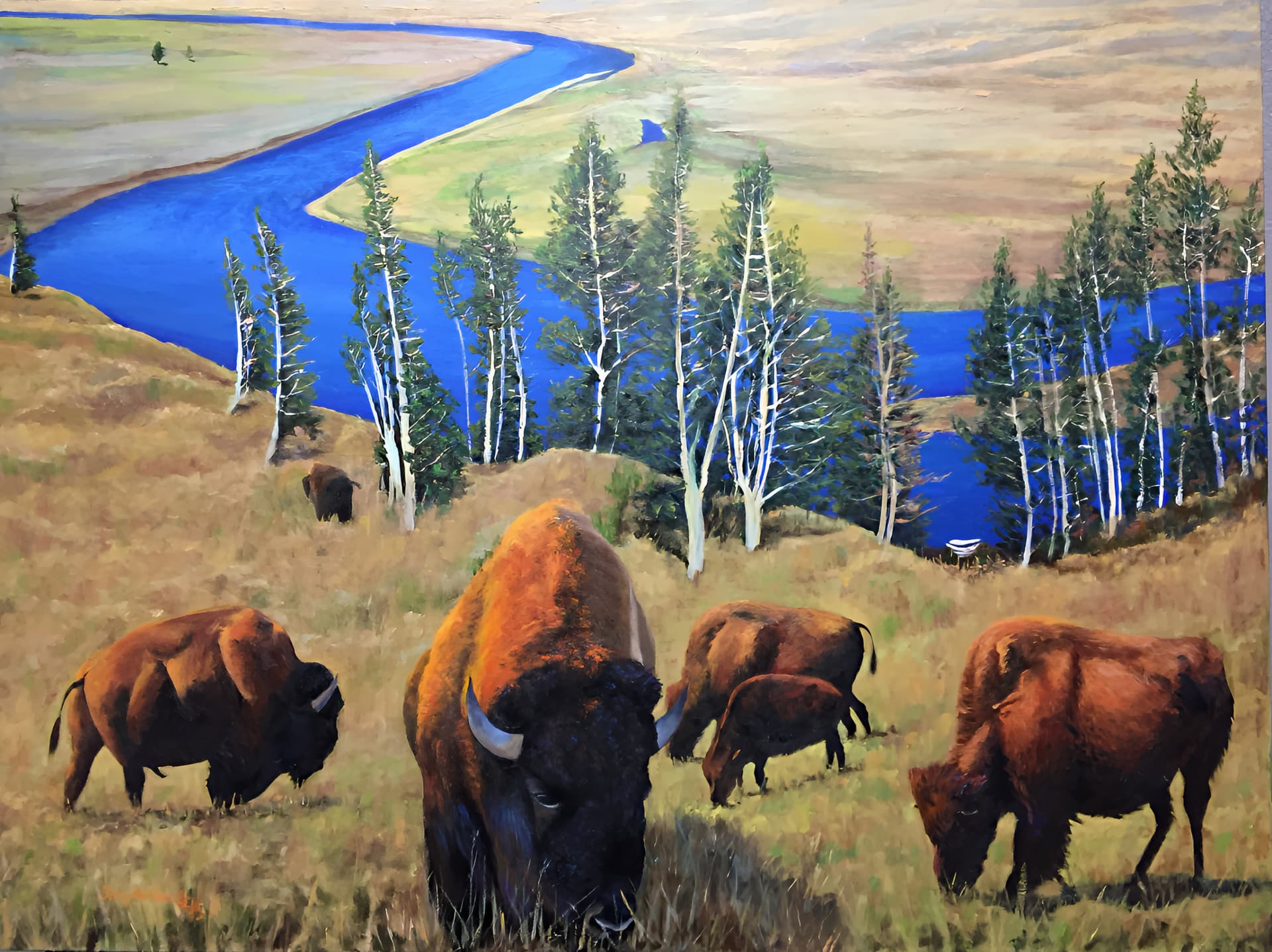 Bison At Hayden Valley